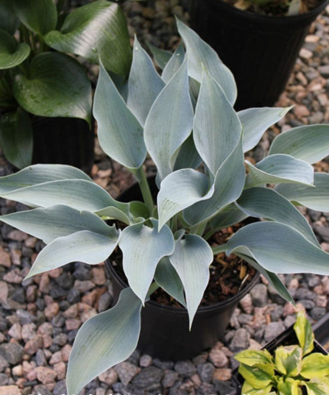 Hosta 'Bluebird of Happiness' Courtesy of Bob Solberg