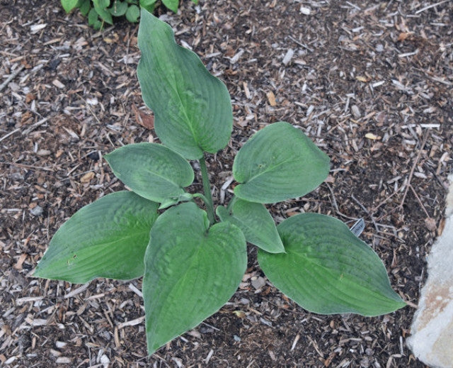 Hosta 'Bluetini' Courtesy of Bert Malkus and the Hosta Library