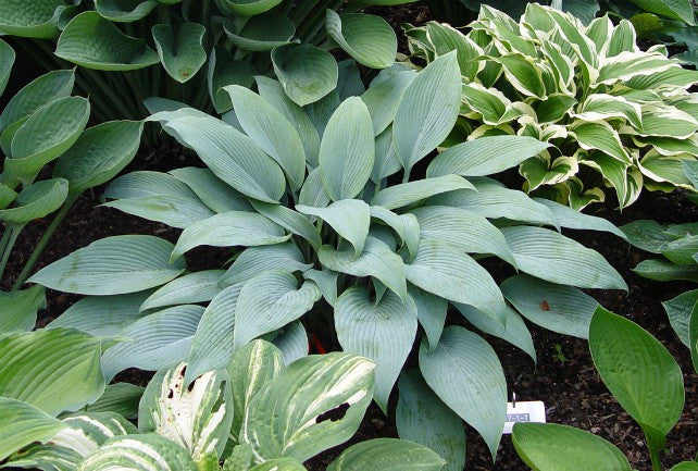 'Blue Tooth' Hosta Courtesy of Doug Beilstein