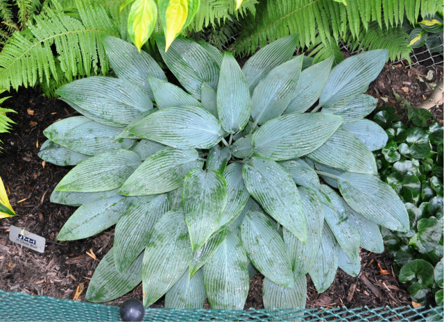 'Blue Tooth' Hosta Courtesy of Doug Beilstein