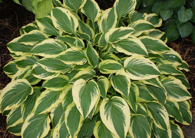 'Bob Olson' Hosta