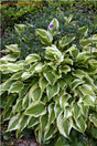 'Bob Olson' Hosta Courtesy of Bob Olson