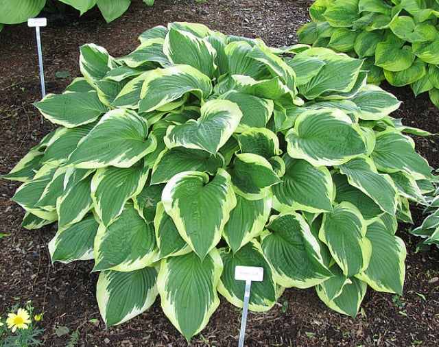 Hosta 'Bobbie Sue' Courtesy of Carol Brashear