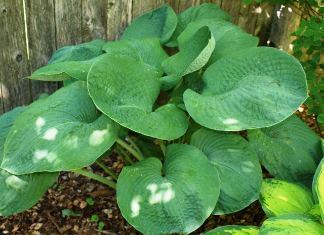 'Bressingham Blue' Hosta From NH Hostas