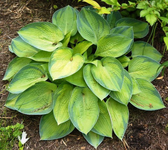'Bright Lights' Hosta From NH Hostas