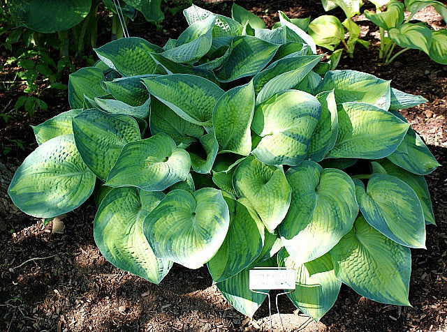 'Bright Lights' Hosta From NH Hostas