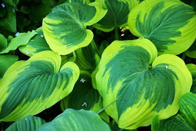 'Broad Band' Hosta Courtesy of Ron Livingston