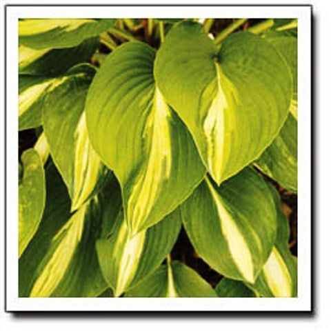 'Broad Street' Hosta Courtesy of Q&Z Nursery