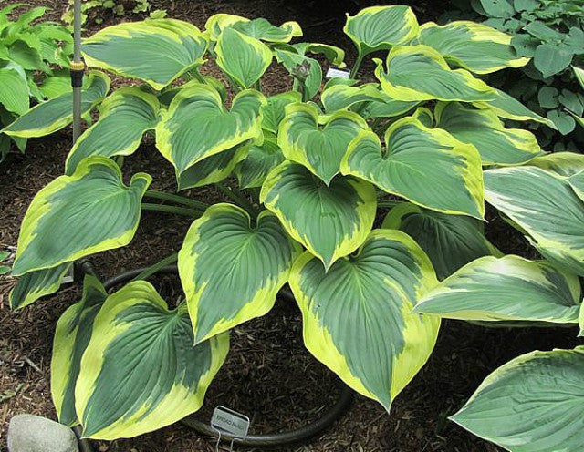 'Broad Band' Hosta Courtesy of Carol Brashear