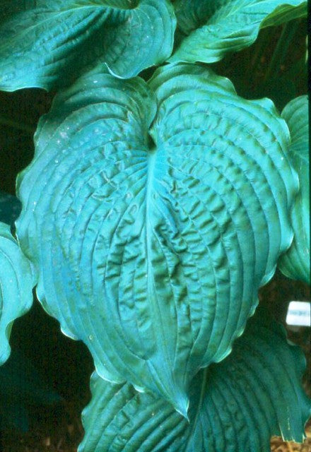 'Brutus' Hosta Courtesy of Green Hill Farm