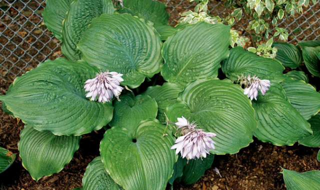 'Brutus' Hosta Courtesy of Q & Z Nursery