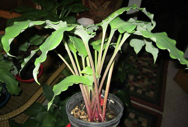 'Cadiz Springs' Hosta Courtesy of Jeff Moore and the Hosta Library