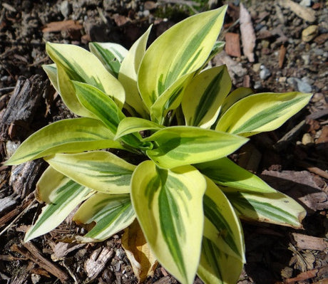 'Cameo' Hosta