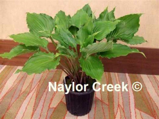 'Candy Kisses' Hosta Courtesy of Naylor Creek