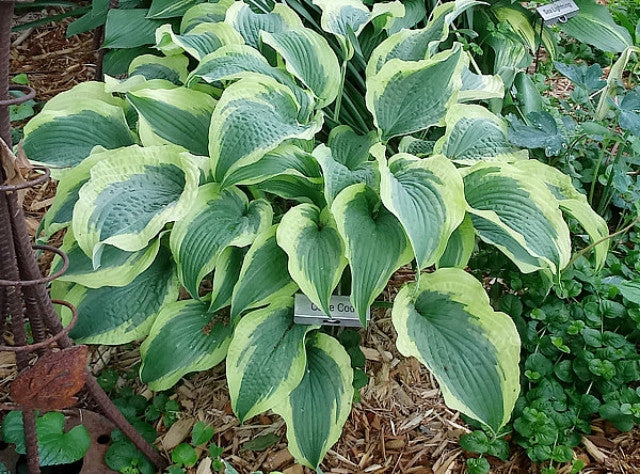 Hosta 'Cape Cod' Courtesy of Carol Brashear