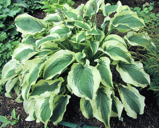 Hosta 'Cape Cod' Courtesy of Carol Brashear