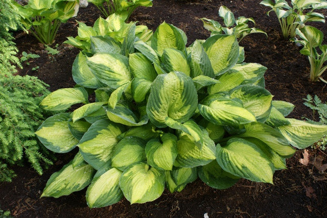 'Captain Kirk' Hosta From NH Hostas
