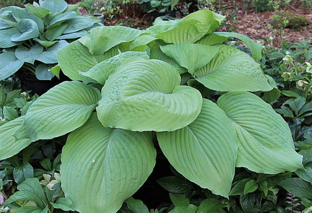 Hosta 'Carved Complexity' Courtesy of Harold McDonell and the Hosta Library