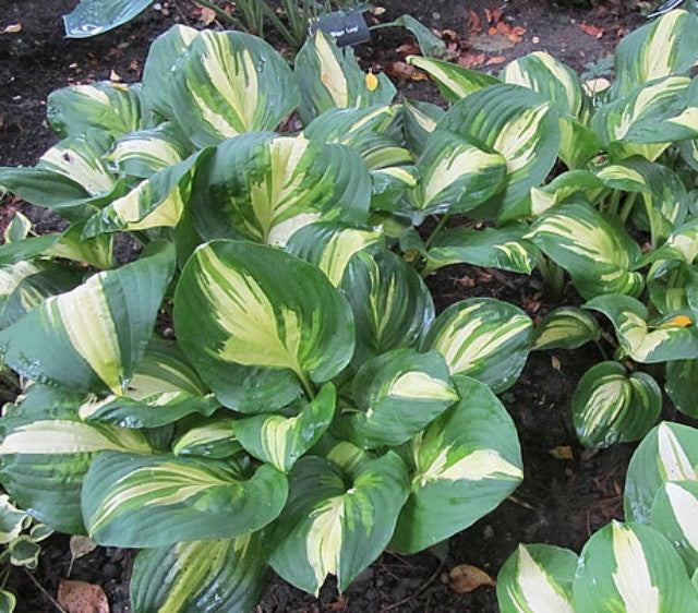 'Center of Attention' Hosta Courtesy of Carol Brashear