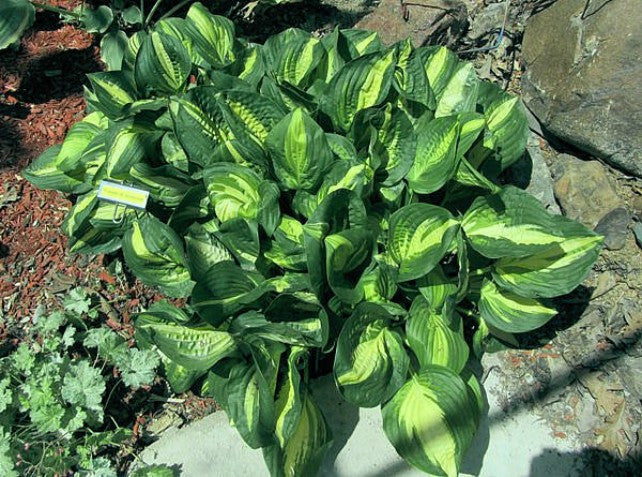 'Center of Attention' Hosta Courtesy of Carol Brashear