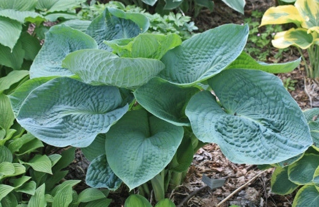 Hosta 'Cerulean Lagoon' Courtesy of Viktoria Serafin