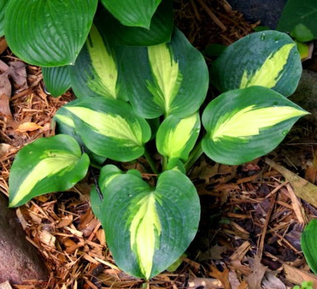 'Chain Lightning' Hosta