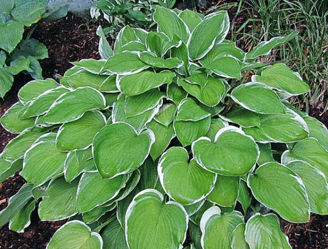 Hosta 'Chariots of Fire' Courtesy of Carol Brashear and the Hosta Library