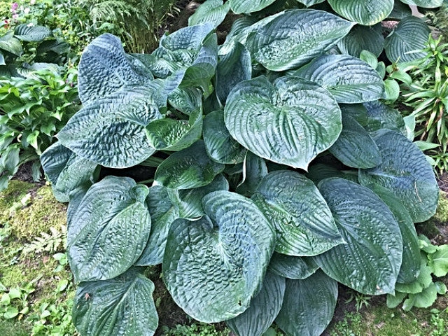 Hosta 'Charlie Jane' Courtesy of Charlie Kwick and the Hosta Library