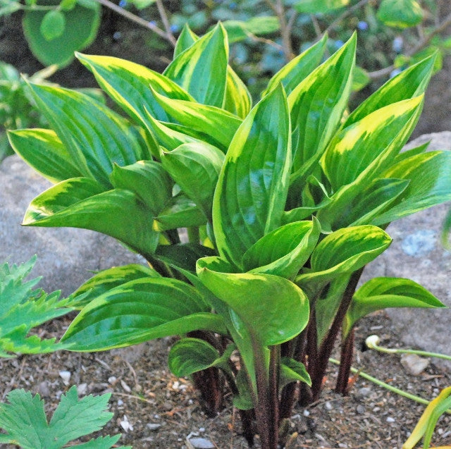 Hosta 'Cherries Jubilee Flambe' Courtesy of Rick Goodenough