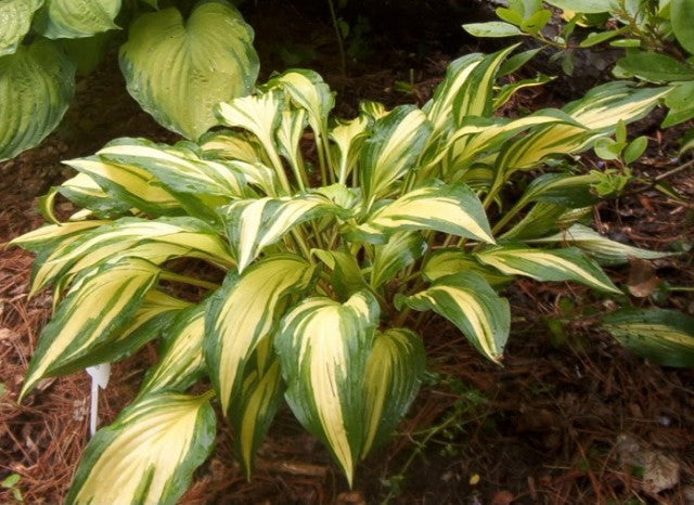 'Cherry Berry' Hosta