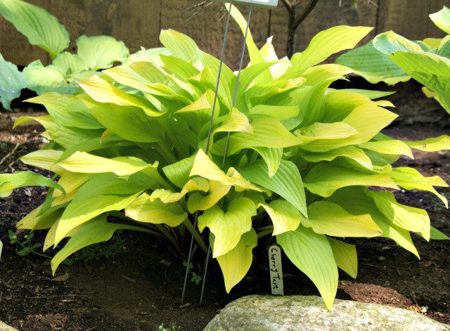 'Cherry Tart' Hosta From NHH