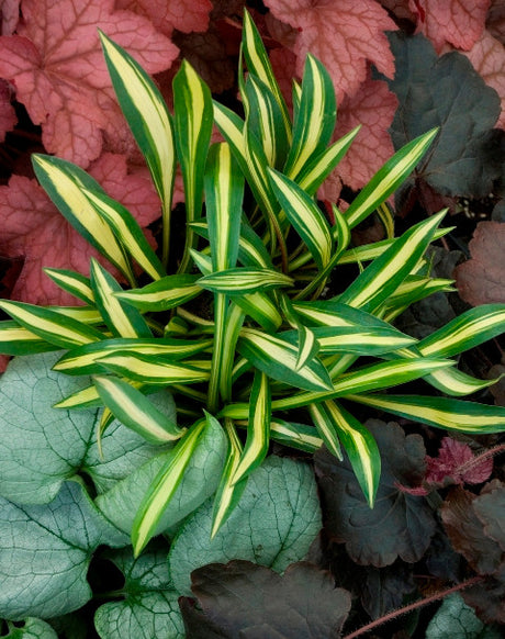 'Cherry Tomato' Hosta Courtesy of Walters Gardens