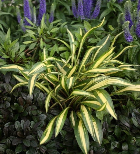 'Cherry Tomato' Hosta Courtesy of Walters Gardens