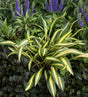 'Cherry Tomato' Hosta Courtesy of Walters Gardens