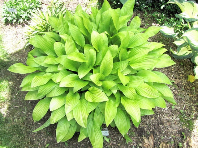 'Cherry Tart' Hosta Courtesy of Carol Brashear