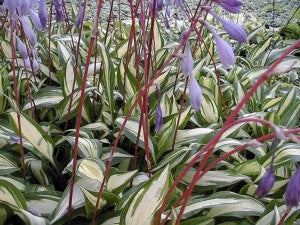 'Cherry Berry' Hosta
