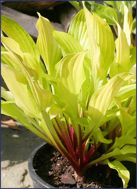'Cherry Tart' Hosta