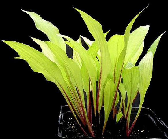 'Cherry Tart' Hosta Courtesy of Alttara Scheer