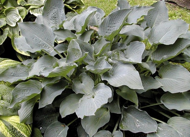 'Chesapeake Bay' Hosta Courtesy of Olga Petryszyn