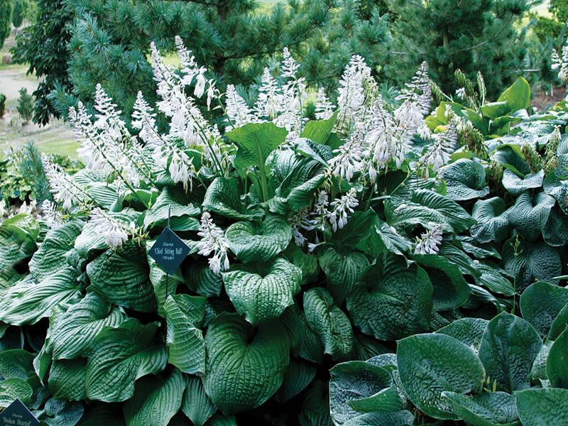 'Chief Sitting Bull' Hosta Courtesy of Q&Z Nursery