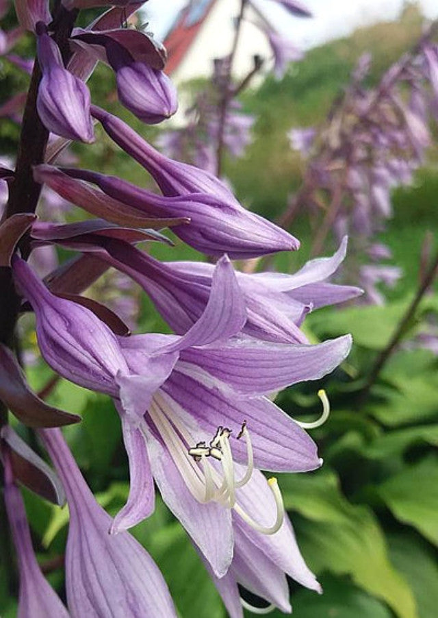 Hosta 'China Girl' Courtesy of Christina Brinkmann and the Hosta Library