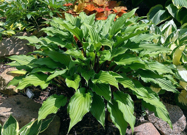 Hosta 'China Girl' Courtesy of Mario Wick and the Hosta Library