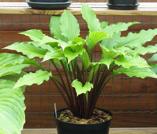 Hosta 'China Girl' Courtesy of Rik Desmedt and the Hosta Library