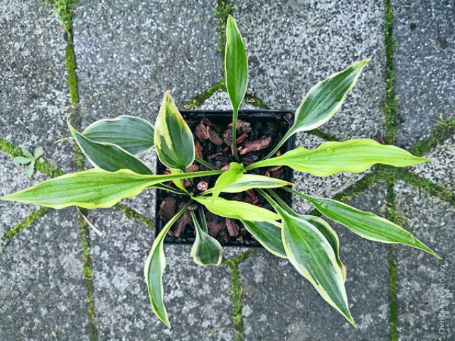 Hosta 'Chris' Small Talk' Courtesy of Christina Brinkmann and the Hosta Library