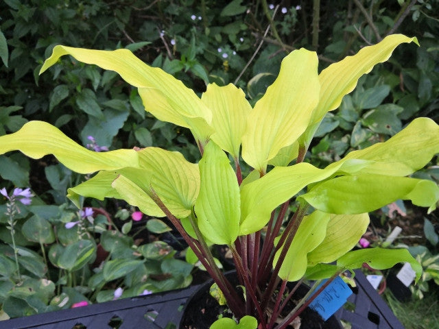 Hosta 'Chris' Tropical Sundown' Courtesy of Danny Van Eechaute