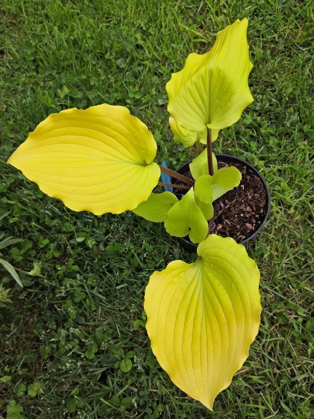 Hosta 'Chris' Tropical Sundown' Courtesy of Christina Brinkmann