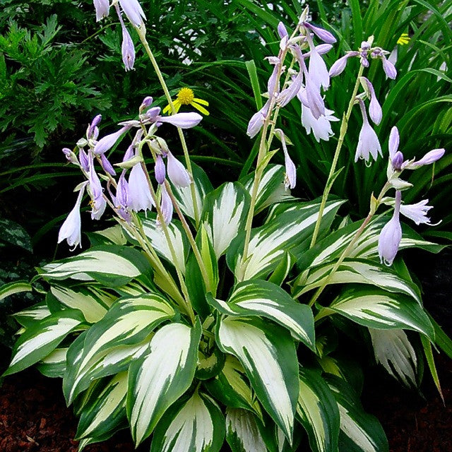 'Christmas Candy' Hosta Courtesy of Walters Gardens