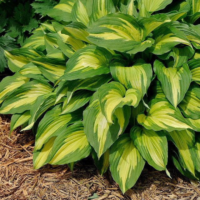 'Christmas Candy' Hosta Courtesy of Walters Gardens