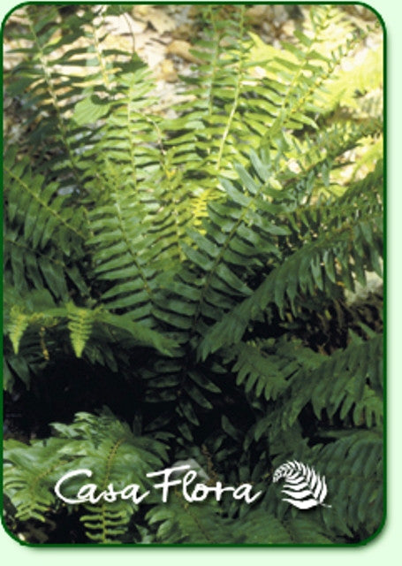 'Christmas Fern' Courtesy of Casa Flora