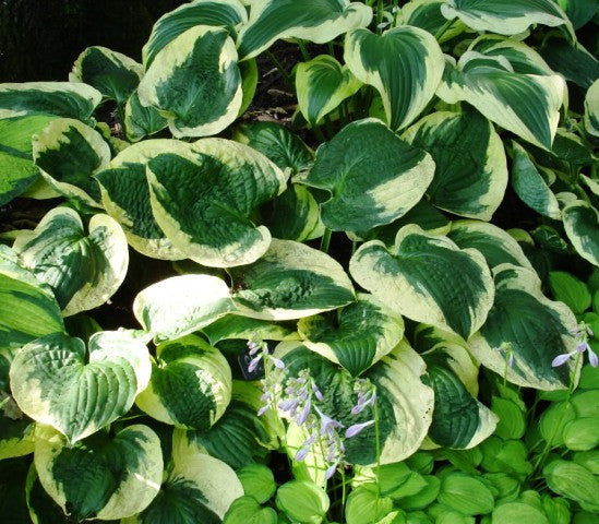 'Christmas Pageant' Hosta